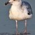Western Gull